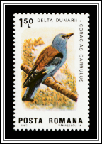 European Roller (Coracias garrulus)