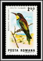 European Bee-eater (Merops apiaster)