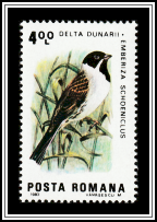Common Reed Bunting (Emberiza schoeniclus)