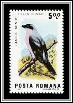 Lesser Grey Shrike (Lanius minor)