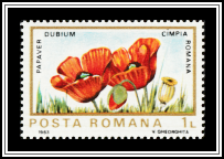 Long-headed Poppy (Papaver dubium)