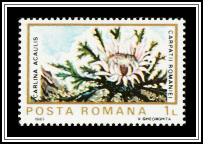 Stemless Carline Thistle (Carlina acaulis)