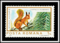 Red Squirrel (Sciurus vulgaris)