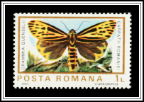 Labrador Tiger Moth (Arctia quenselii)