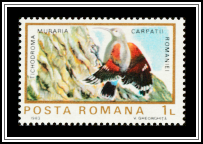 Wallcreeper (Tichodroma muraria)