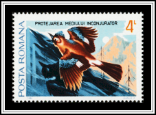 Eurasian Jay