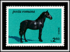 Nonius