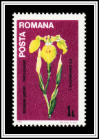 Yellow Iris (Iris pseudacorus)