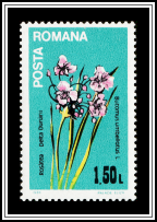 Flowering Rush (Butomus umbellatus)