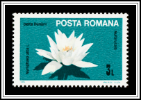 European White Water Lily (Nymphaea alba)