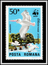 Dalmatian Pelican (Pelecanus crispus)