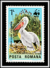 Dalmatian Pelican (Pelecanus crispus)