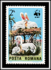 Dalmatian Pelican (Pelecanus crispus)
