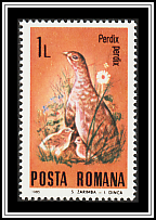 Grey Partridge