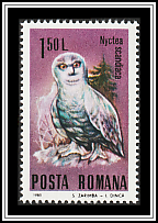 Snowy Owl