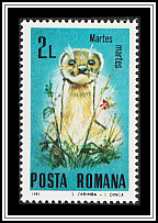 European Pine Marten