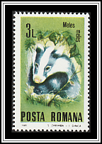 European Badger