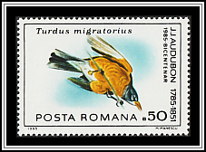 American Robin