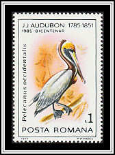 Brown Pelican