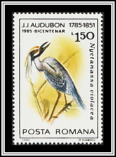 Yellow-crowned Night Heron