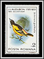 Baltimore Oriole
