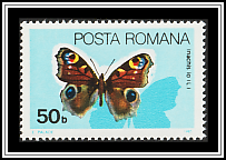 Peacock Butterfly