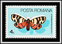 Hebe Tiger Moth