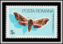 Eyed Hawk-Moth