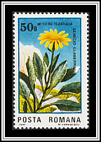 Senecio glaberrimus