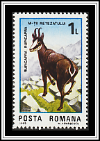 Chamois