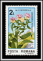 Centaurea retezatensis
