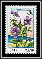 Viola dacica