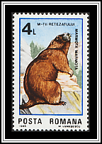 Alpine Marmot