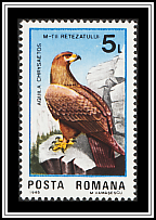 Golden Eagle