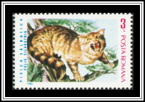 Wildcat
