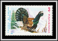 Western Capercaillie