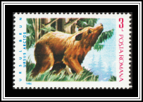 Brown Bear