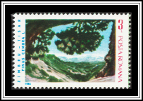 Swiss Pine