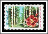 Alpine Rose