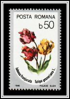 Tulip