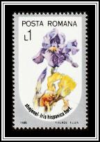 Iris