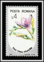 Freesia