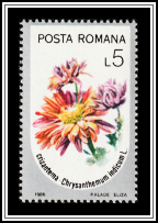 Chrysantemum
