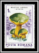 Lurid Bolete
