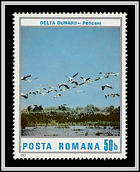 Pelicans over the Danube Delta