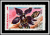 Alpine Columbine (Aquilegia alpina)