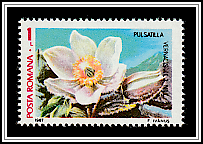 Pasqueflower (Pulsatilla vernalis)