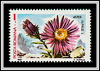 Alpine Aster (Aster alpinus)