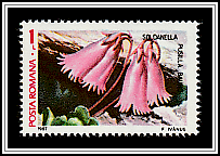 Alpine Bells (Soldanella pusilla)