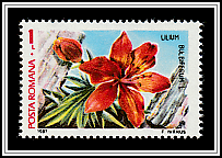 Fire Lily (Lilium bulbiferum)